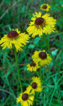 Helenium brevifolium (Short-Leaved Sneezeweed)