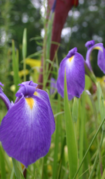 Iris tridentata