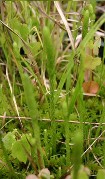 Lycopodium appressum - Bog club-moss