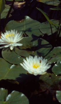 Nymphaea odorata