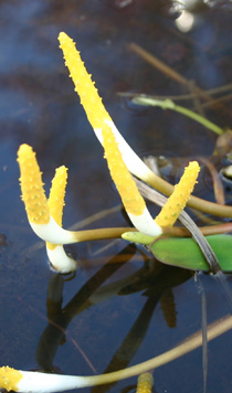 Orontium aquaticum