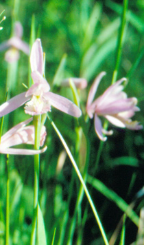 Pogonia ophioglossoides