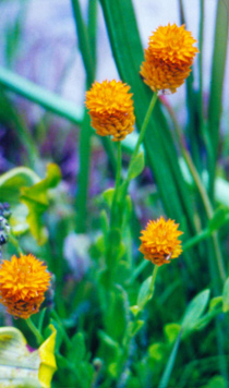 Polygala lutea (Orange Milkwort)