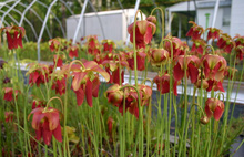 Sarracenia "Black and Tan"