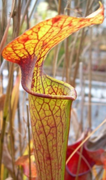 Sarracenia "Black and Tan"