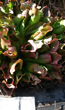 Sarracenia "Caroline"