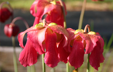 Sarracenia "Fuschia" Flowers