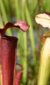 Sarracenia "Fuschia"