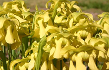 Sarracenia alata x Sarracenia leucophylla "Birds Beak" flowers