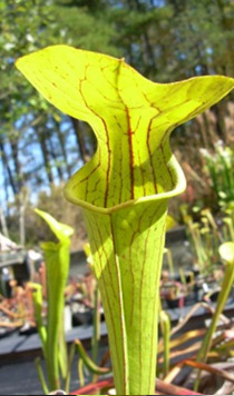 Sarracenia "Lemon"