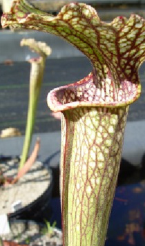 Sarracenia "Matoaka"