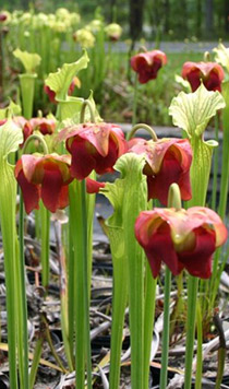 Sarracenia "Red Velvet"