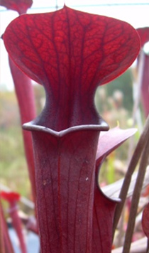 Sarracenia "Red Viper"