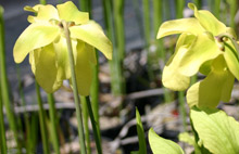 Sarracenia "Caroline" Flowers