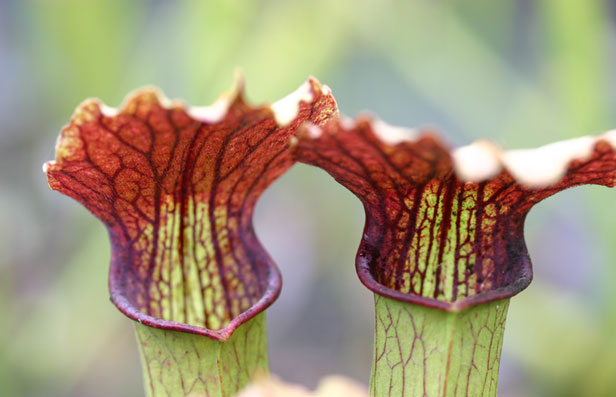 Meadowview Biological Research Station - Online Catalog - Sarracenia ...
