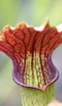 Sarracenia "Ruby throat #14"