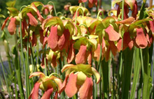 Sarracenia "Caroline" Flowers