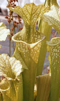 Sarracenia "Snowflake"