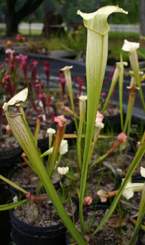 Sarracenia "White Knight"