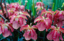 Sarracenia alabamensis ssp. wherryi x Sarracenia alata Flowers