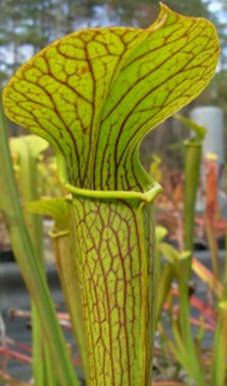 Sarracenia alabamensis ssp. wherryi x Sarracenia alata