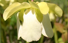 Sarracenia alata "areolata" flower