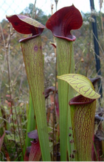 Sarracenia alata "Purple helmet"