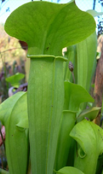 Sarracenia alata "Veinless"