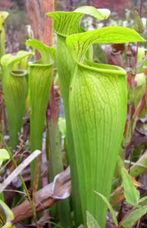 Sarracenia alata "areolata‟