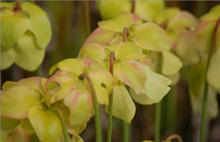 Sarracenia alata flower