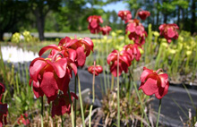 Sarracenia alata x Sarracenia leucophylla "Birds Beak" flowers