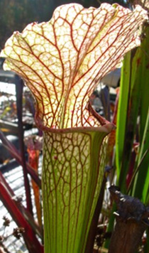 Sarracenia alata x Sarracenia leucophylla "Birds Beak"