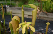 Sarracenia alata x Sarracenia minor flowers