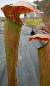 Sarracenia alata x Sarracenia minor