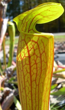 Sarracenia alata x Sarracenia oreophila