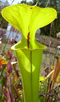 Sarracenia flava "Fadeout"