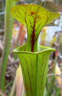 Sarracenia flava var. flava