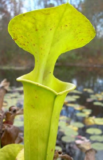 Sarracenia flava var. maxima