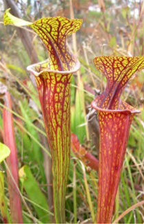 Sarracenia flava var. ornata