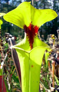 Sarracenia flava var. rugellii