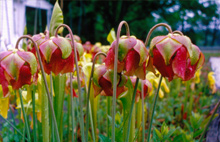 Sarracenia flava x Sarracenia leucophylla