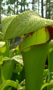 Sarracenia flava x Sarracenia minor