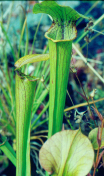 Sarracenia flava x rubra ssp. gulfensis