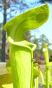 Sarracenia jonesii (green)