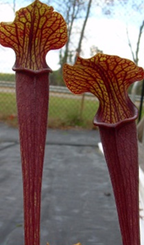 Sarracenia jonesii