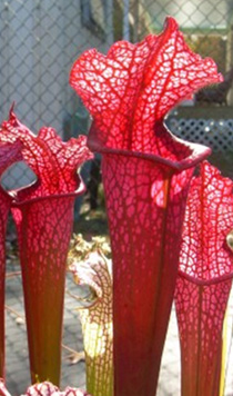 Sarracenia leucophylla "Burgundy"