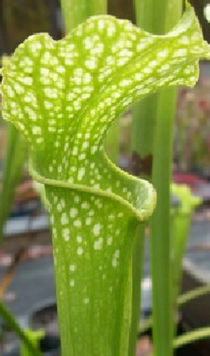 Sarracenia leucophylla x Sarracenia jonesii ANTHOCYANIN-FREE