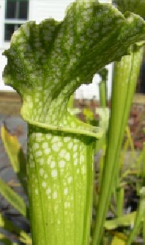 Sarracenia leucophylla x Sarracenia rubra ssp. gulfensis ANTHOCYANIN-FREE