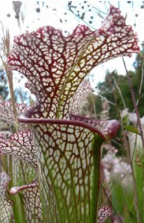 Sarracenia leucophylla