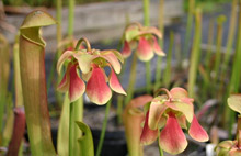 Sarracenia minor x Sarracenia rubra ssp. wherryi flowers